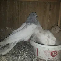 کفتر یا کبوتر