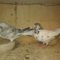 کبوتر|پرنده|گلپایگان, |دیوار