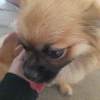 واگذاری  اشپیتز نر با قیمت مناسب