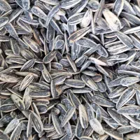 برنج و حبوبات محلی|عمده‌فروشی|دورود, |دیوار
