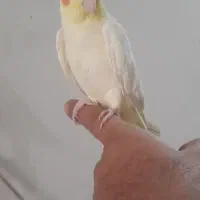 یه جفت عروس هلندی و قفس و یه تک