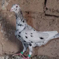 هفت رنگ|پرنده|روداب, |دیوار