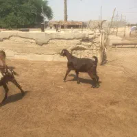 بز آبستن با تیشترش و بوقلمون|حیوانات مزرعه|آبپخش, |دیوار