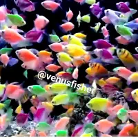 کالر ویدو ماهی زینتی  آکواریوم فروشی در کرج البرز