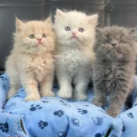 بچه گربه های تو دل بروی ناز