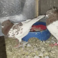 یک جفت کله سرخ|پرنده|مشهد, طرق|دیوار