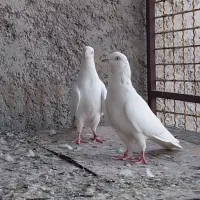 کبوتر پاکستانی نژاد موتی والا