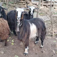 بز های جوان ۱ ساله حدود ۴۰ کیلویی گوسفند