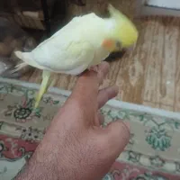 جوجه عروس هلندی سرلاکی نزدیک دونخور