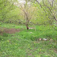 فروش باغ|فروش زمین و ملک کلنگی|کلیبر, |دیوار