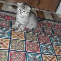 گربه|گربه|قرچک, باقرآباد|دیوار