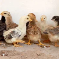 جوجه پاچ اصیل گیلان از مولدین گیل اصیل