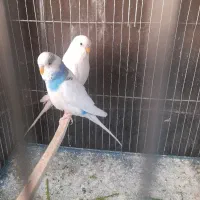 مرغ عشق باجوجه