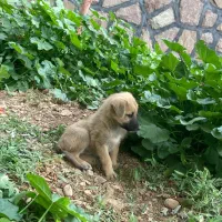 کاه و گندم و جو