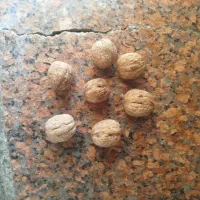خریدار گردوهستم