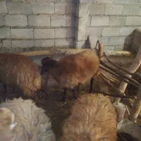 گوسفند نر جوان