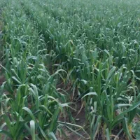 اجاره زمین کشاورزی ۲ هکتار برای کشت سیر
