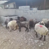 میش بره دار