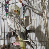 معاوضه عروس هلندی ماده با نر