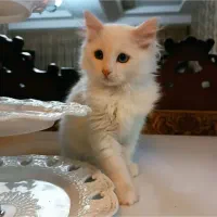 پرنسس خانم|گربه|تبریز, |دیوار