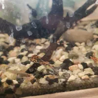 ماهی گوپی و سوارتل|ماهی|تربت‌حیدریه, قائم|دیوار