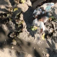 9اردک اسراییلی  دو هفته ای