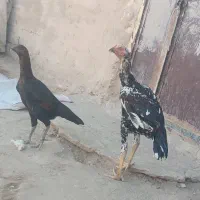 خروس لاری اصیل و مرغ