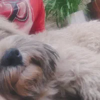 گمشده در صدرا