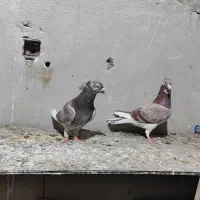 ۳۳ عدد کبوتر شهرستان