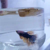 فایتر معاوضه با آنجل