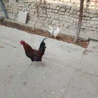 خروس فروشی گلین ومحلی|حیوانات مزرعه|کنگاور, |دیوار