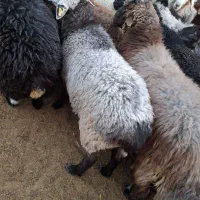 بره رومانف بدون دنبه گوسفند