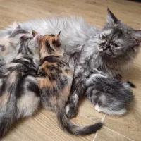 4 عدد بچه گربه پرشین رنگارنگ