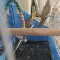 عروس هلندی جفت|پرنده|خمینی‌شهر, |دیوار