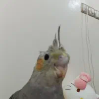 دوعدد عروس هلندی جوجه