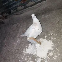 گمشده نشده طوقی ماده شکلاتی و هفت‌رنگ|حیوانات|رامهرمز, |دیوار