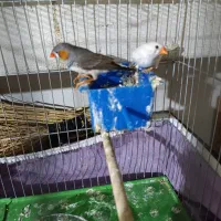 فنچ مولد سالم و زرنگ