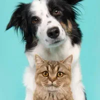 استخدام مسئول پذیرش کلینیک دامپزشکی|استخدام بازاریابی و فروش|کرمان, |دیوار