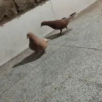 فرش کفتری