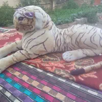 عروسک ببری