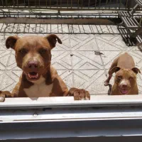 امریکن پیتبول دوعدد ماده