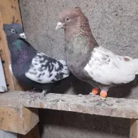 چندجفت رنگه مقبول|پرنده|مشهد, فارغ التحصیلان|دیوار