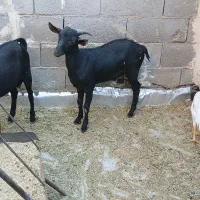 بز مورسیاه|حیوانات مزرعه|بندر ماهشهر, |دیوار