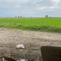 بذر گندم دیم مانا و اوبا