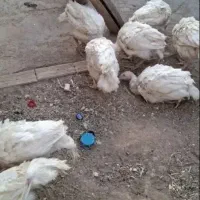 مرغو خروس و بوقلمون بیوتی 6 و غاز|حیوانات مزرعه|الوند, |دیوار