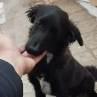 سگ مشکی|سگ|کاشمر, |دیوار