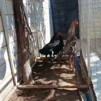 جوجه مرغ خروس لاری اوشامو