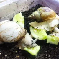 فروش حلزون های بسیار زیبا|خزنده|ملایر, |دیوار