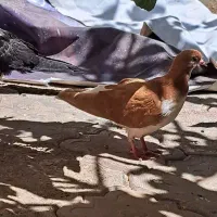 جوجه کفتر