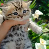 بچه گربه های بریتیش و اسکاتیش